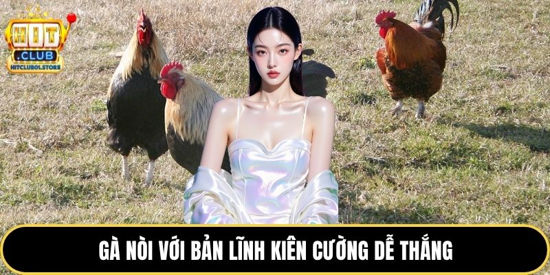 Gà nòi với bản lĩnh kiên cường dễ thắng