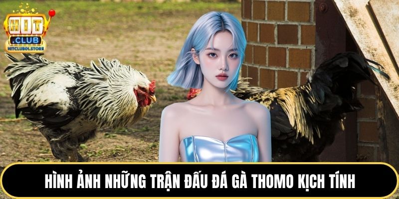 Hình ảnh những trận đấu đá gà thomo kịch tính