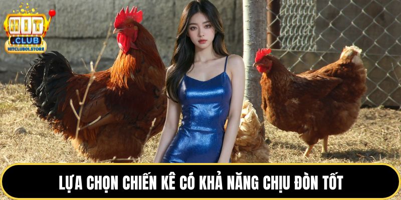 Lựa chọn chiến kê có khả năng chịu đòn tốt