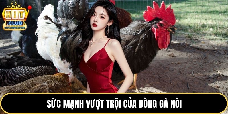 Sức mạnh vượt trội của dòng gà nòi