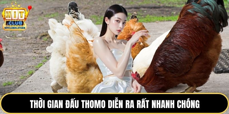 Thời gian đấu thomo diễn ra rất nhanh chóng
