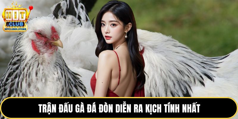 Trận đấu gà đá đòn diễn ra kịch tính nhất